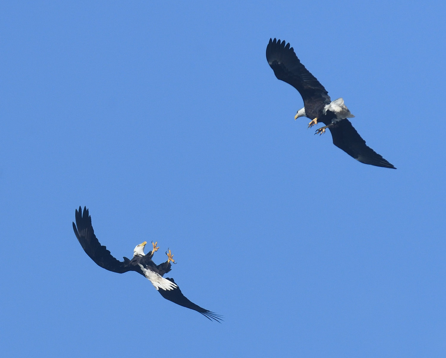 These eagles are not fighting—they are likely engaged in courtship display, or just playing. Sometimes eagles will lock talons, then spiral toward the ground together. Then they let go and recover from the spiral, sometimes at the last moment. The lower-left eagle only took a fraction of a second to roll inverted and display its talons...